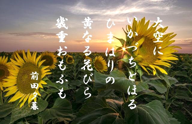 ひまわり